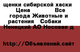 щенки сибирской хаски  › Цена ­ 10 000 - Все города Животные и растения » Собаки   . Ненецкий АО,Носовая д.